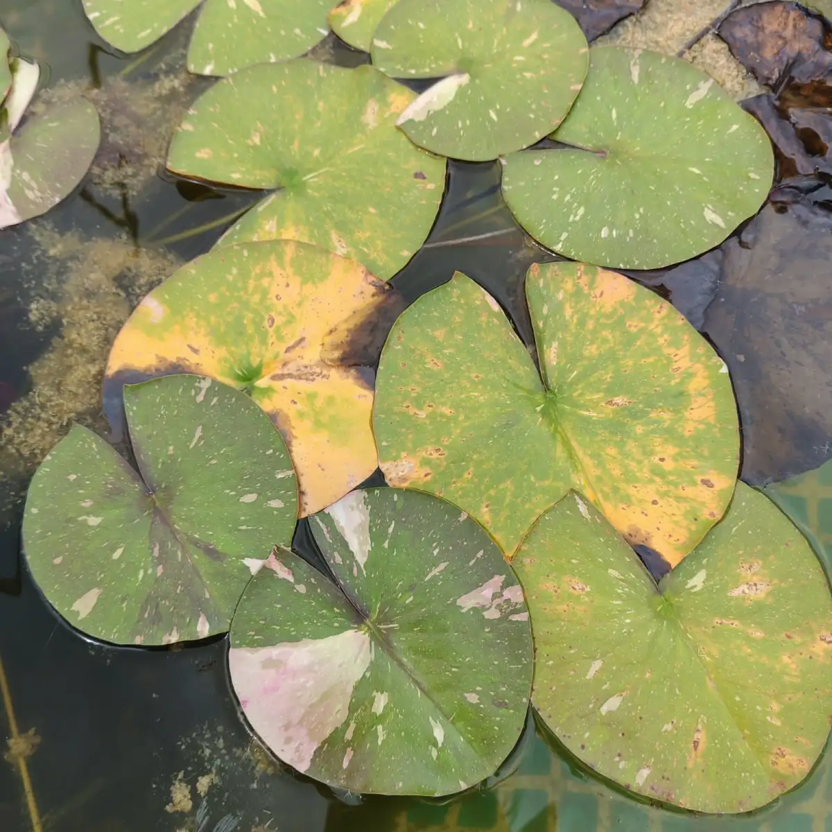 Nymphaea Painted Lady