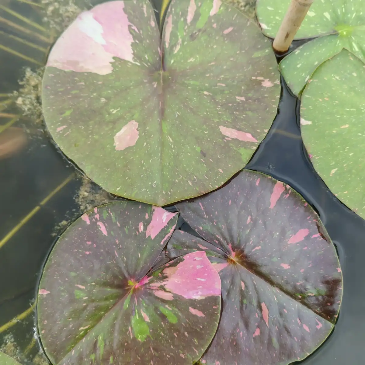 Nymphaea Painted Lady