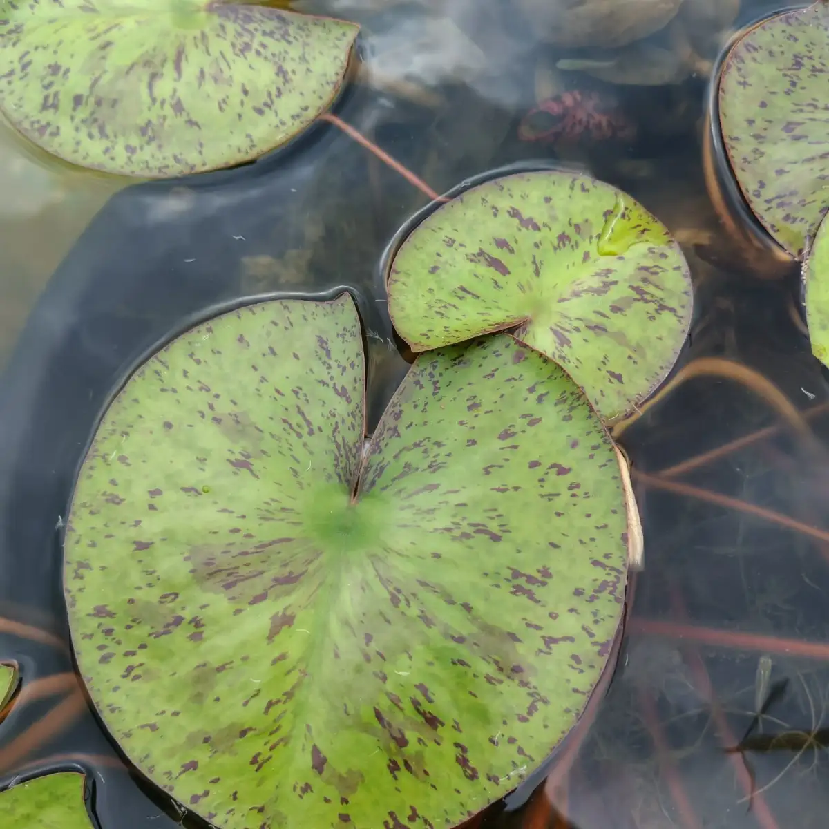 Nymphaea Myra