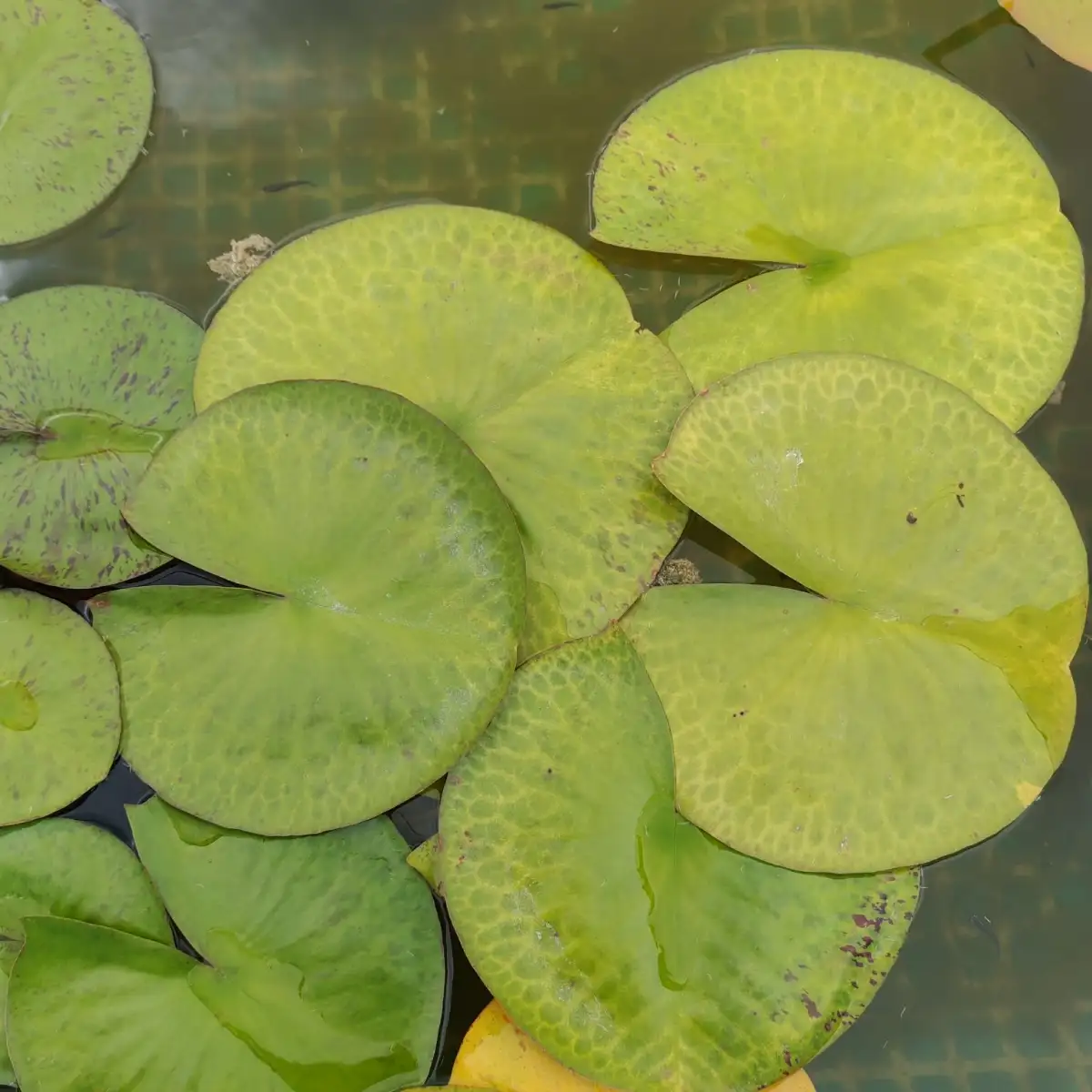 Nymphaea Myra