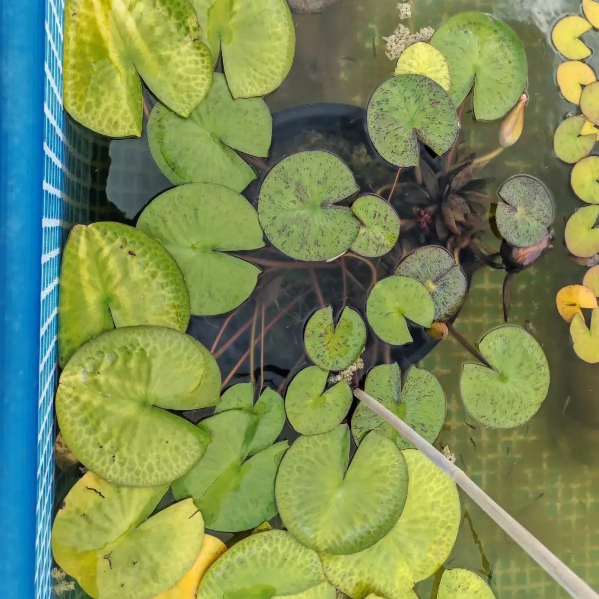 Nymphaea Myra