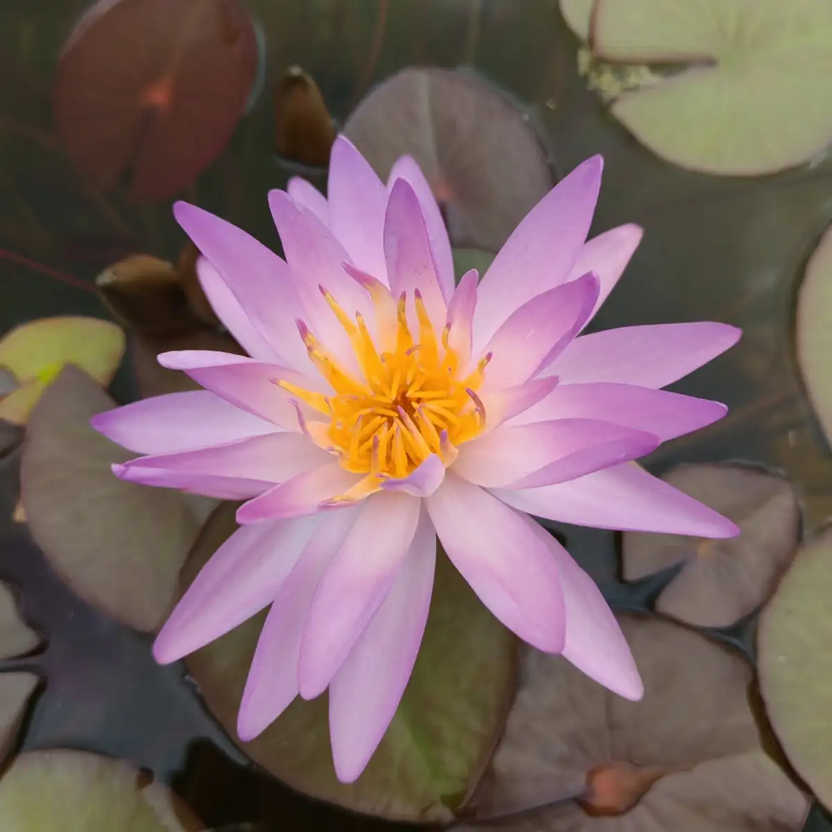 Nymphaea Purpulecent
