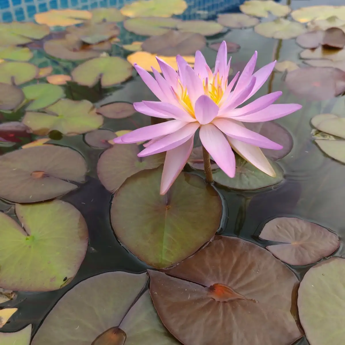 Nymphaea Purpulecent