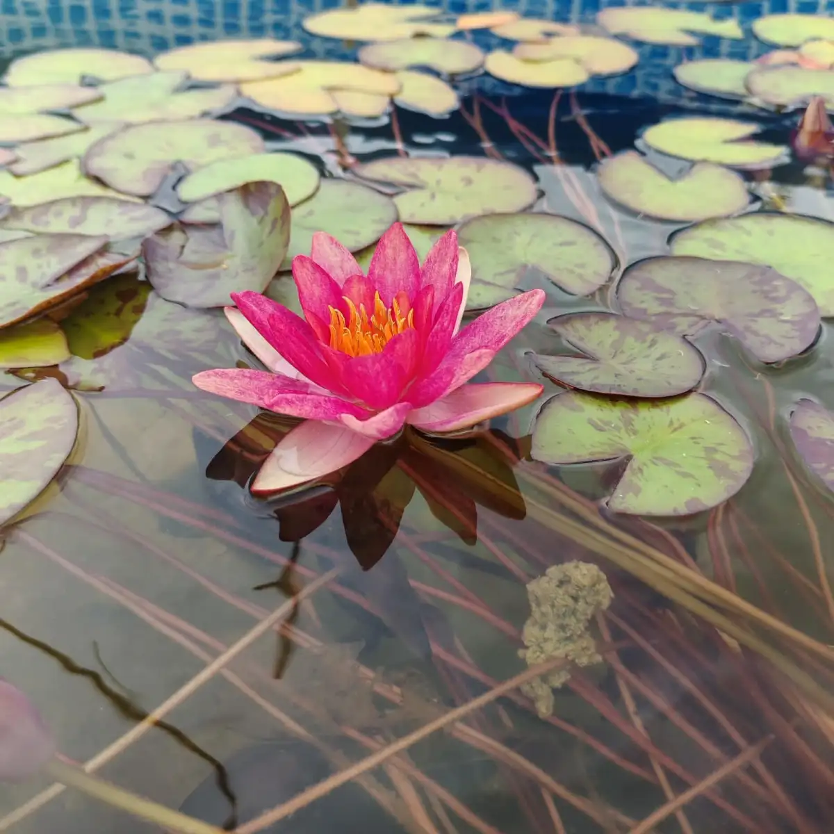 Nymphaea Aurora