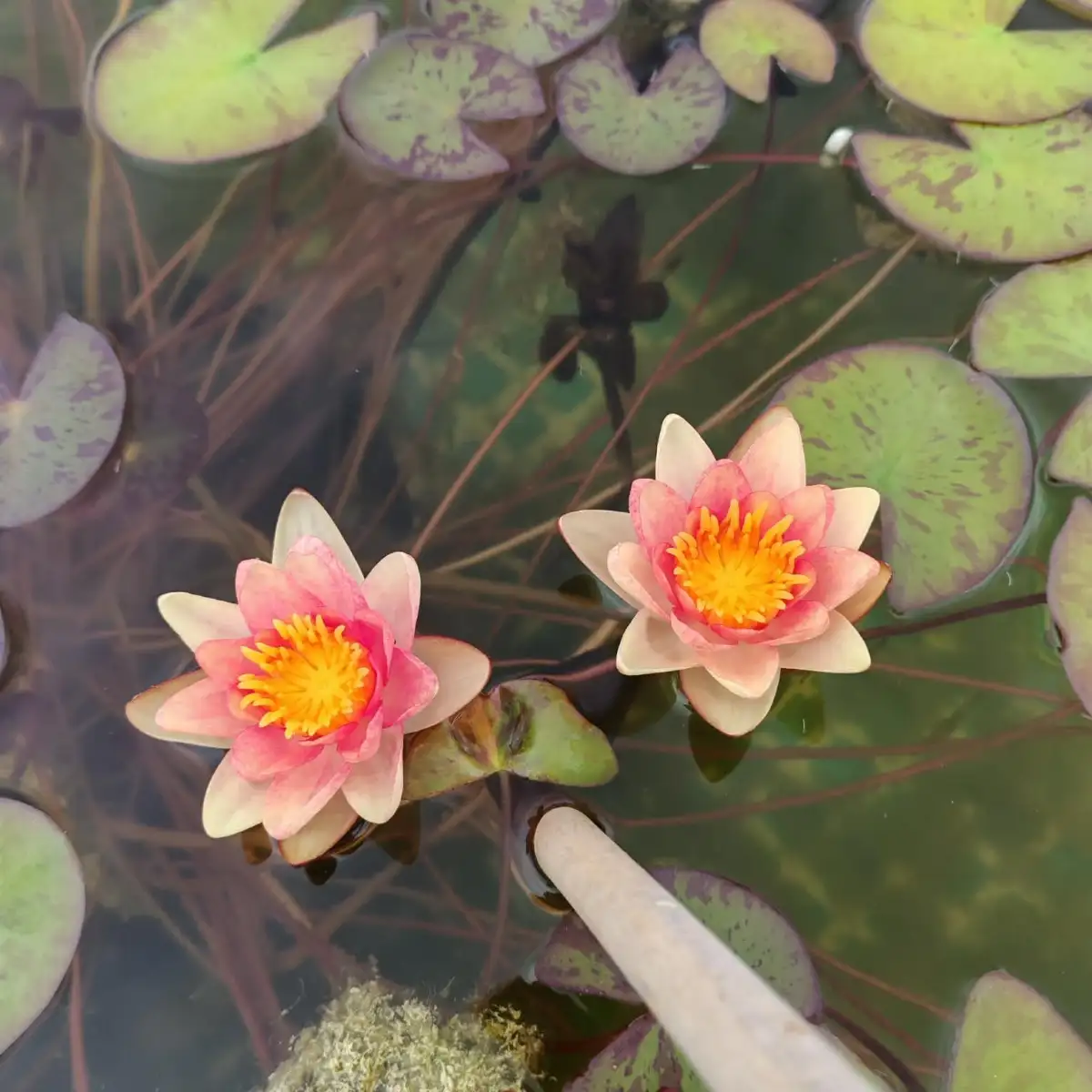 Nymphaea Aurora