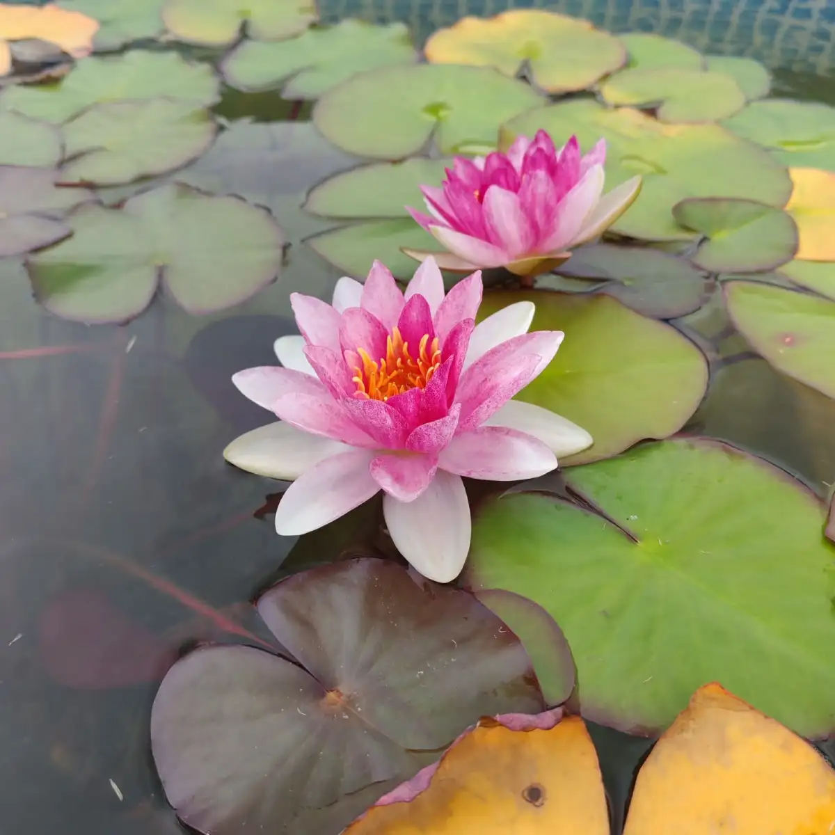 Nymphaea Hollandia
