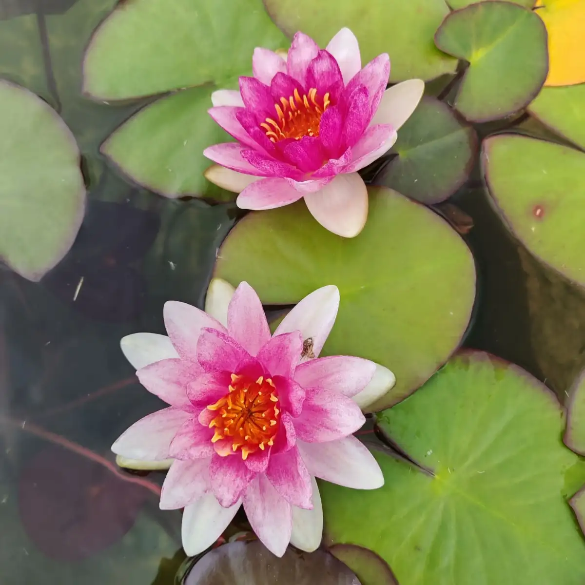 Nymphaea Hollandia
