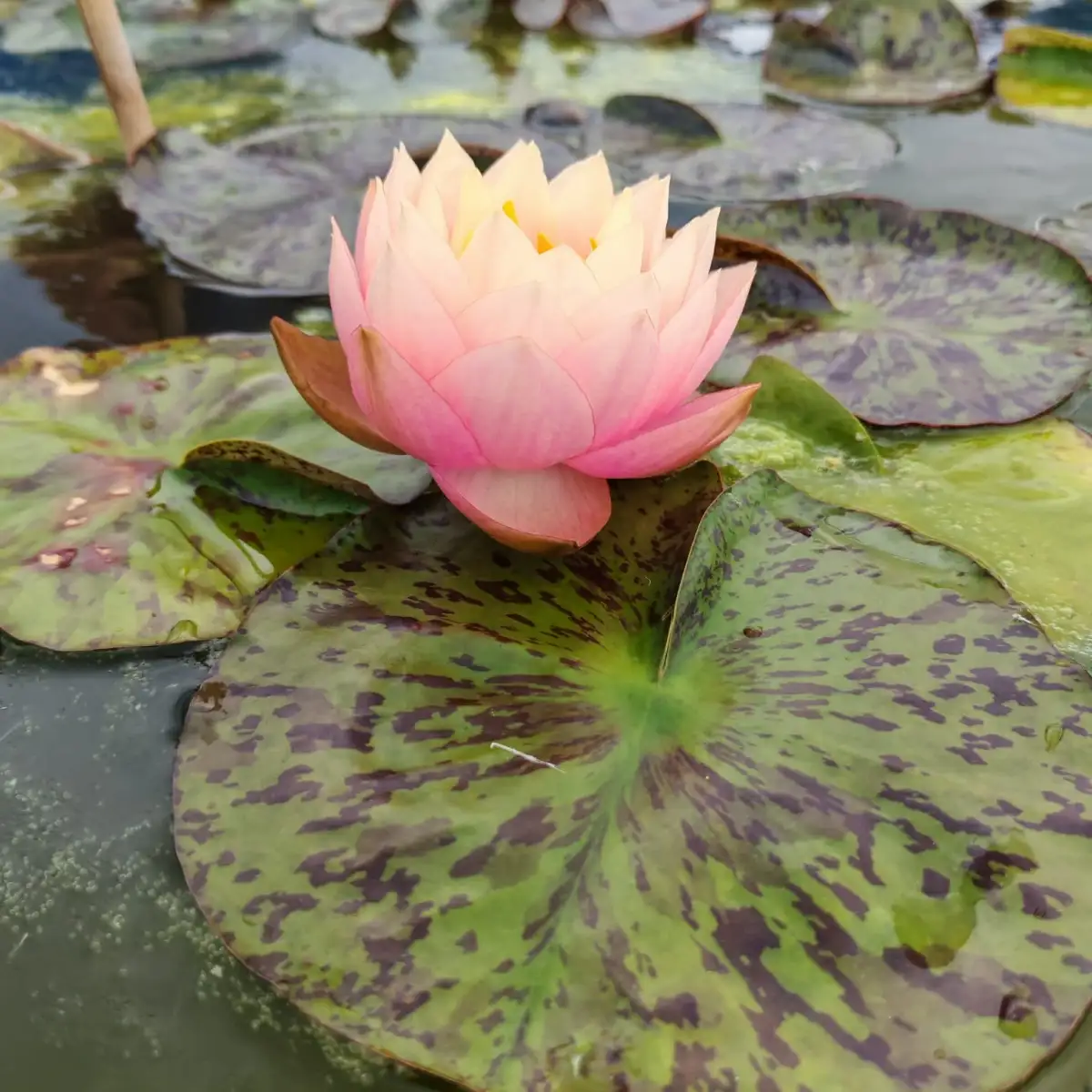 Nymphaea Golden Goblet