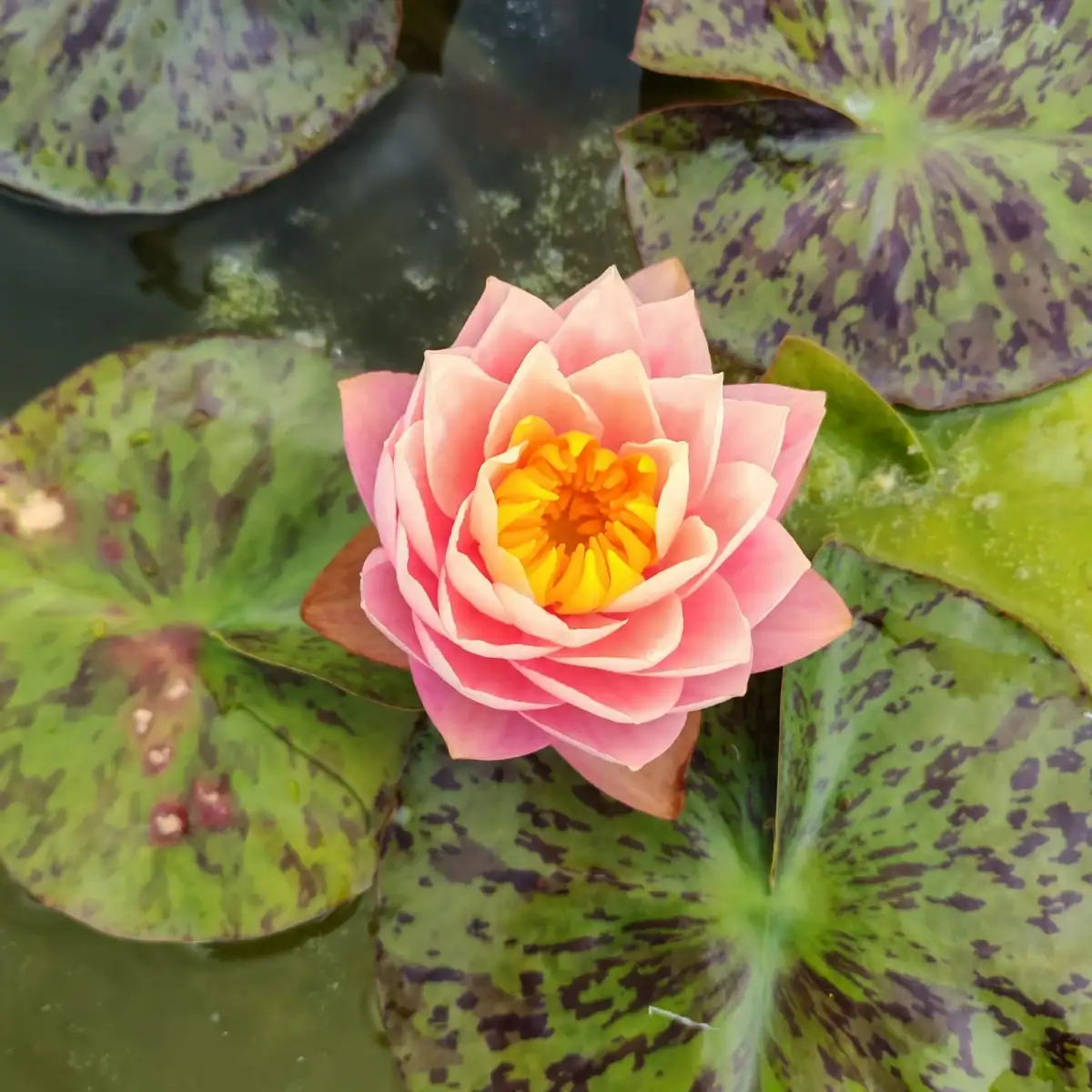 Nymphaea Golden Goblet