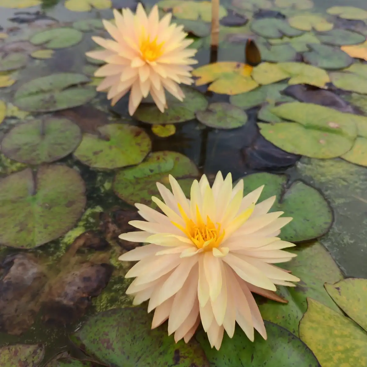 Nymphaea Gérard Malinvaud