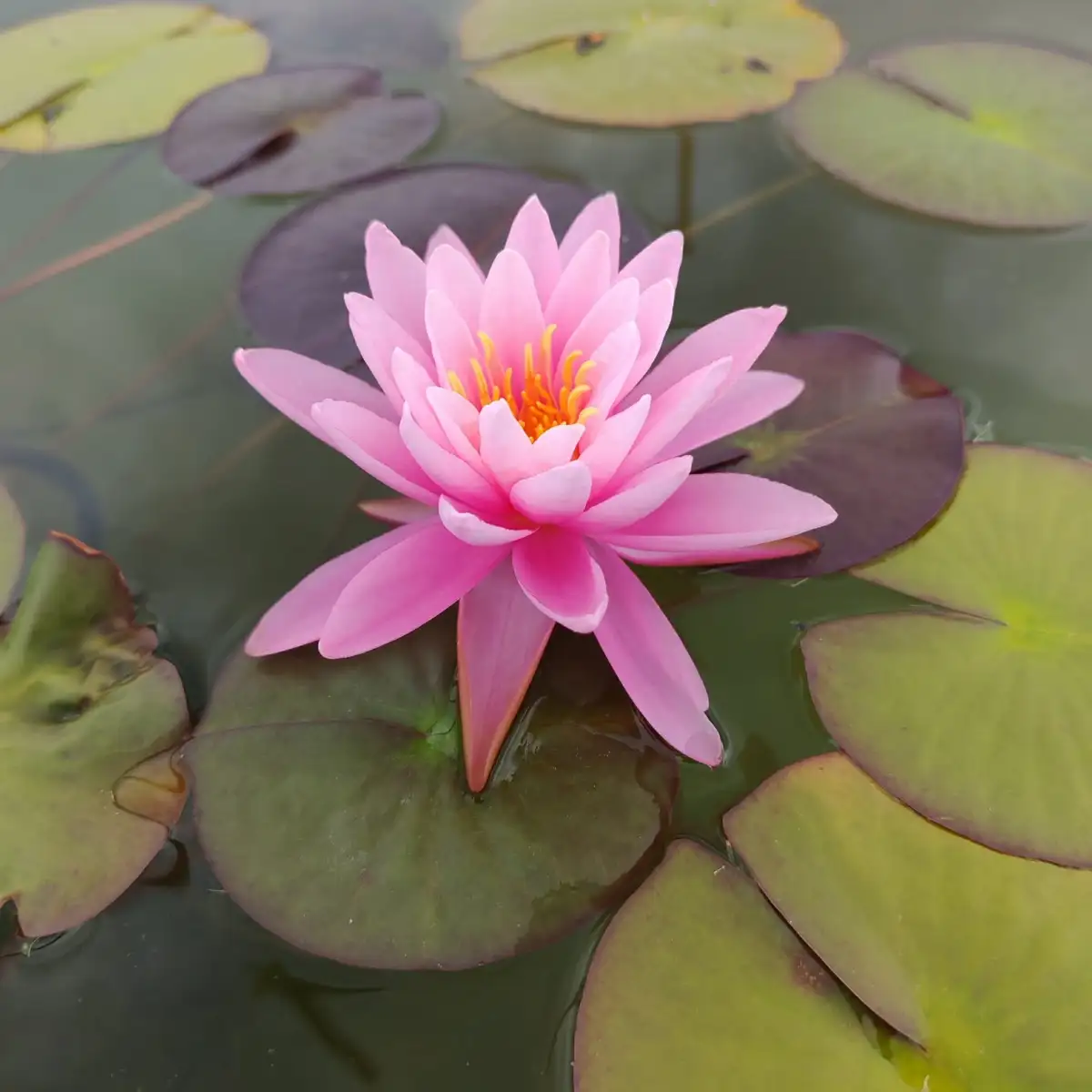 Nymphaea Peter slocum