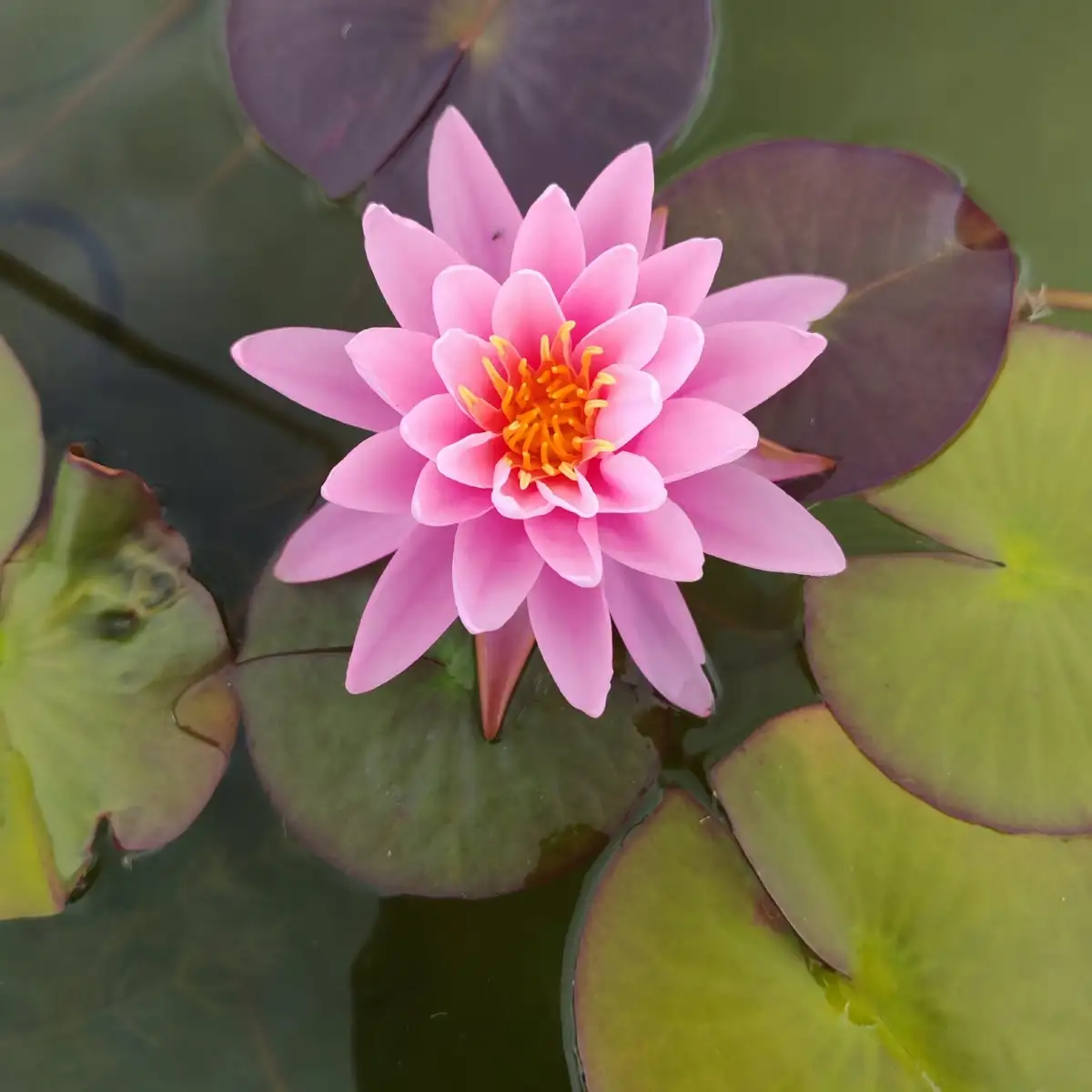 Nymphaea Peter slocum
