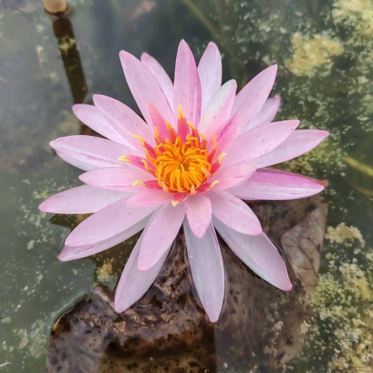 Nymphaea Pink Dawn