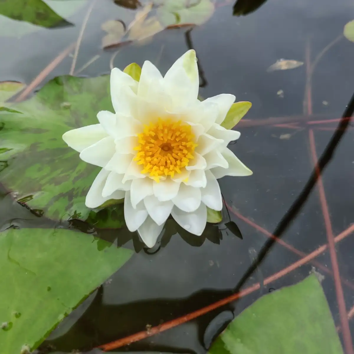 Nymphaea Nettie Stevens