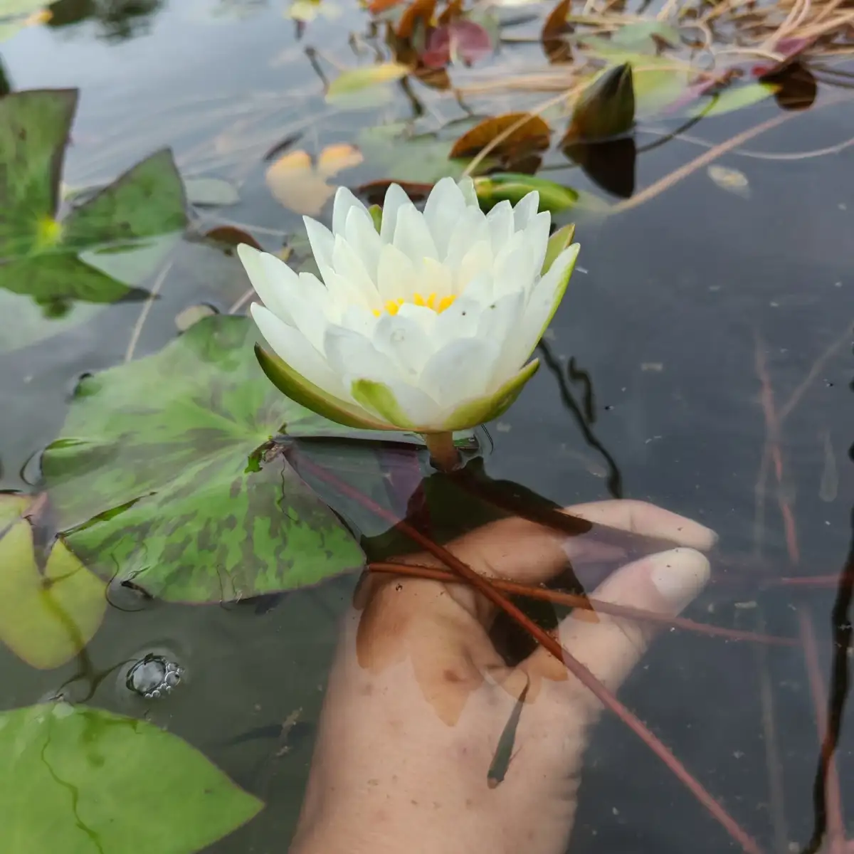 Nymphaea Nettie Stevens