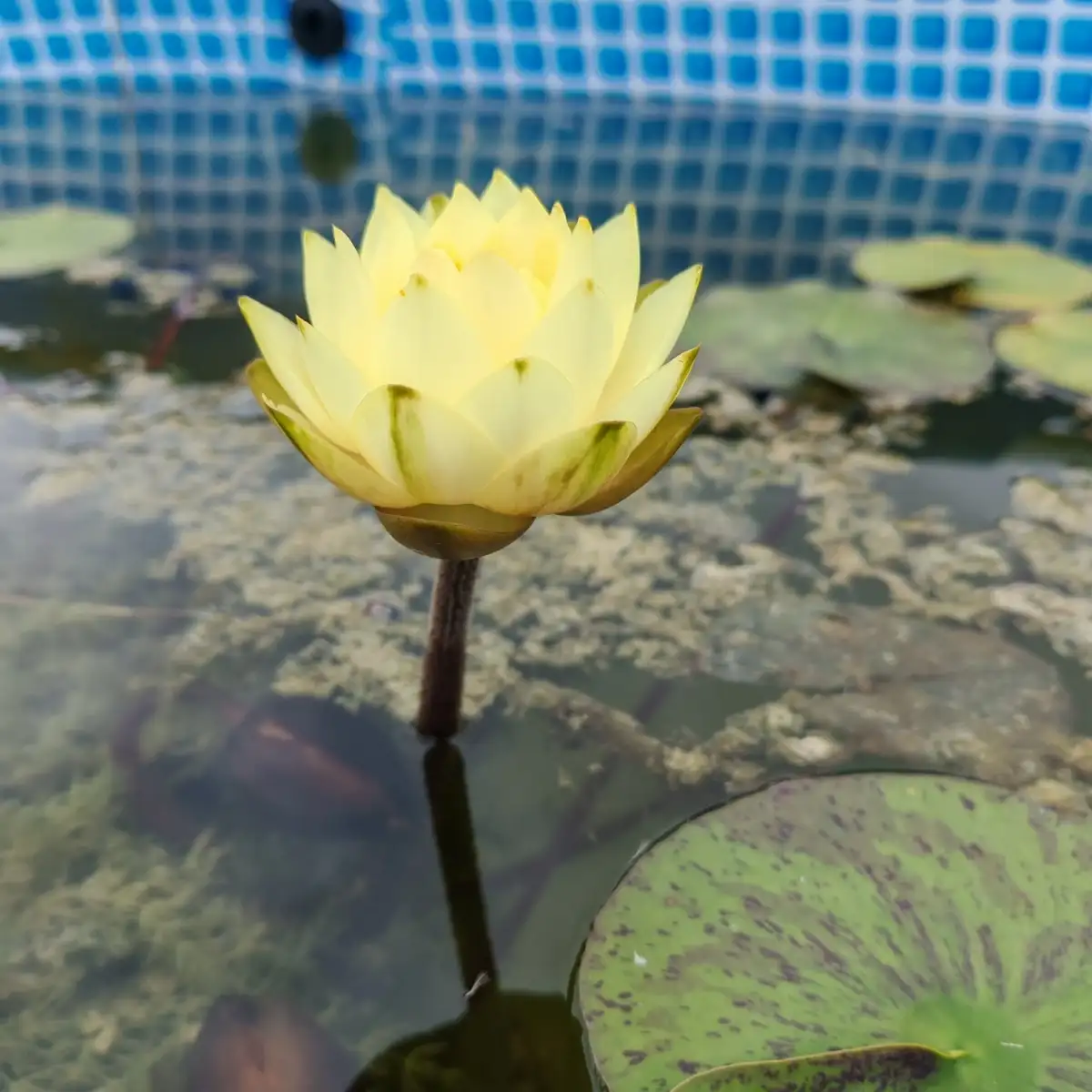 Nymphaea bouton d'or