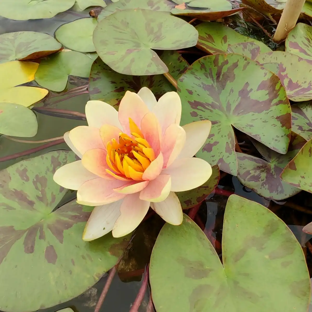 Nymphaea chrysantha