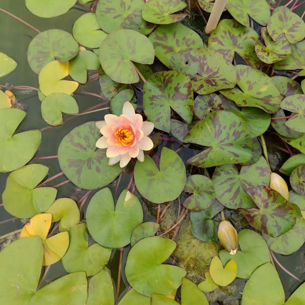 Nymphaea chrysantha