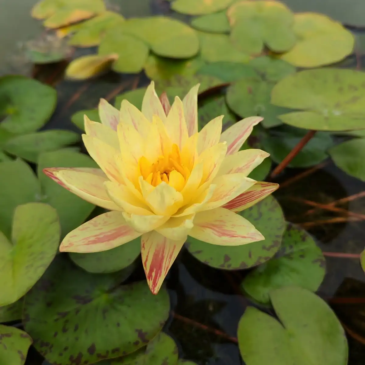 Nymphaea Paranee