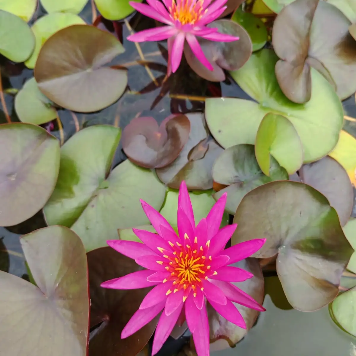 Nymphaea Dallas