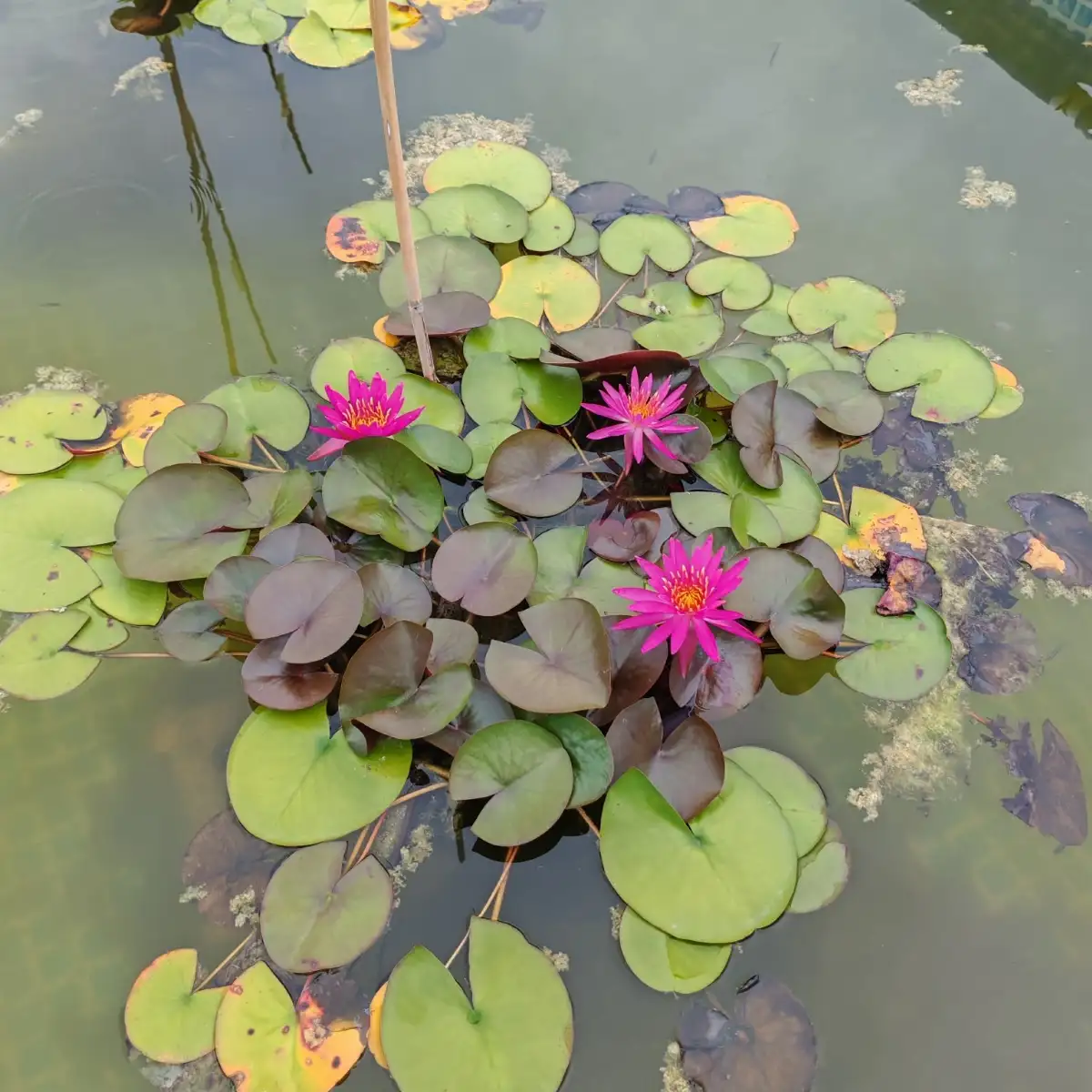 Nymphaea Dallas