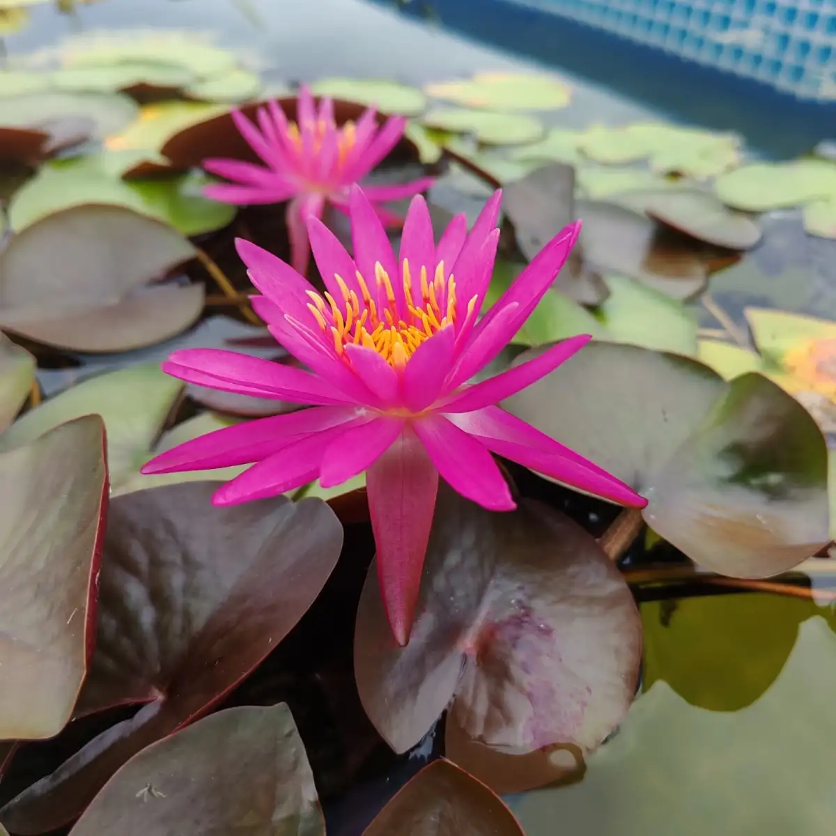 Nymphaea Dallas