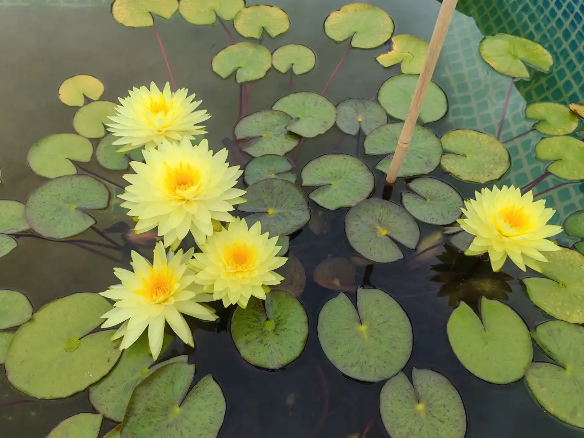 Nymphaea Puttaruksa