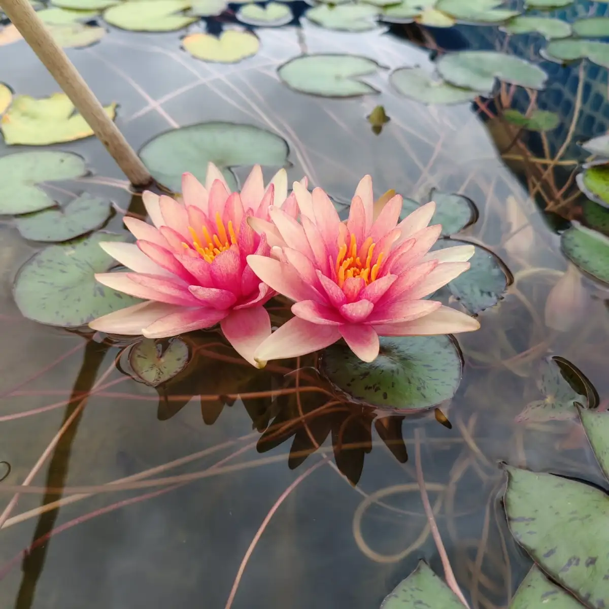 Nymphaea Little Sue