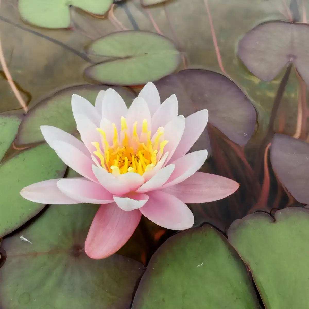 Nymphaea ‘Marliacea Carnea