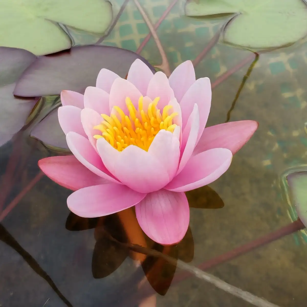 Nymphaea ‘Marliacea Carnea