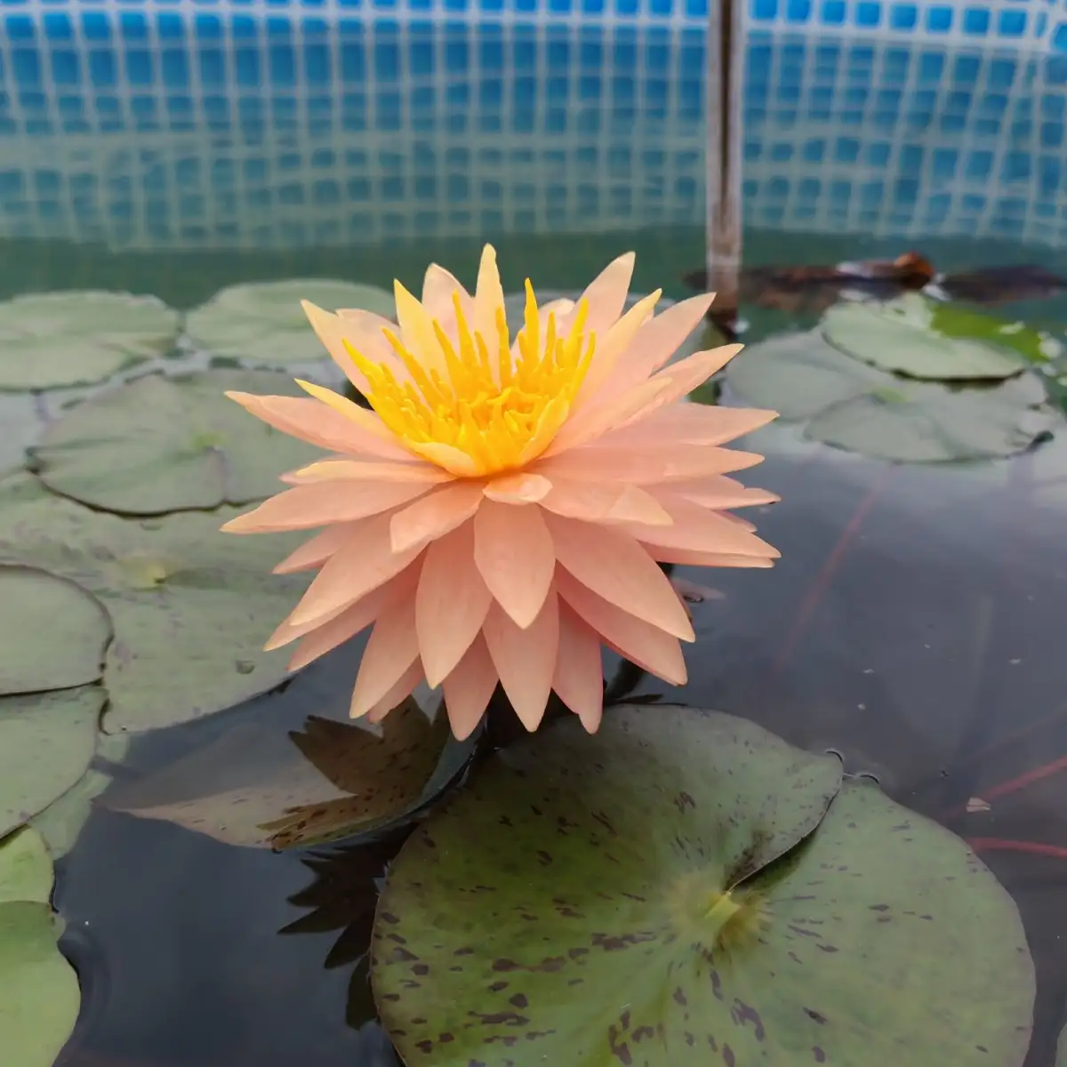 Nymphaea ‘Patrick Chamoiseau’