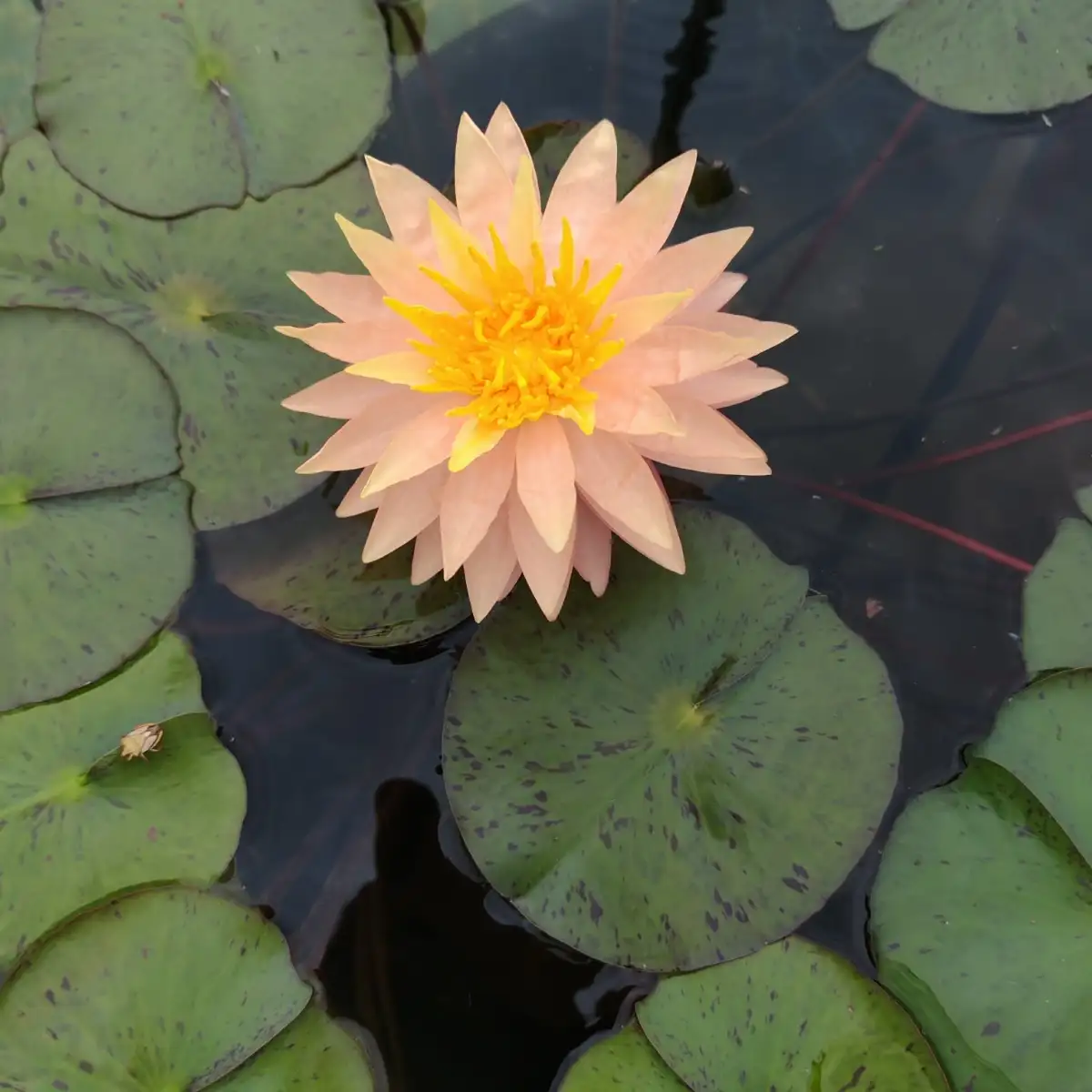 Nymphaea ‘Patrick Chamoiseau’