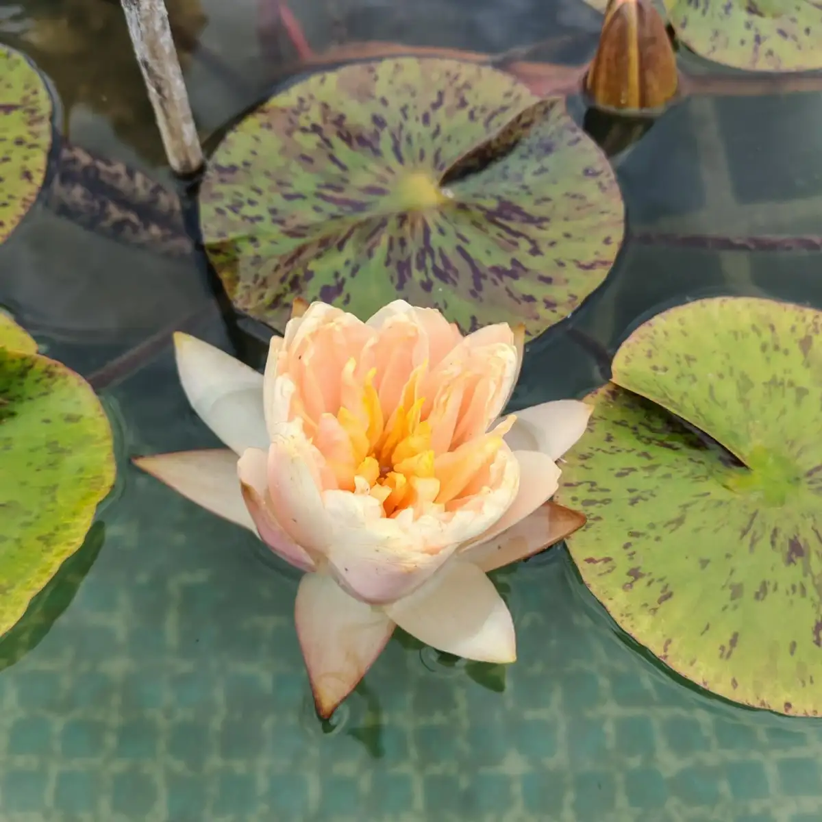 Nymphaea ‘Darjeeling’