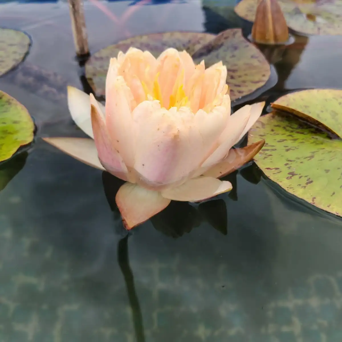 Nymphaea ‘Darjeeling’