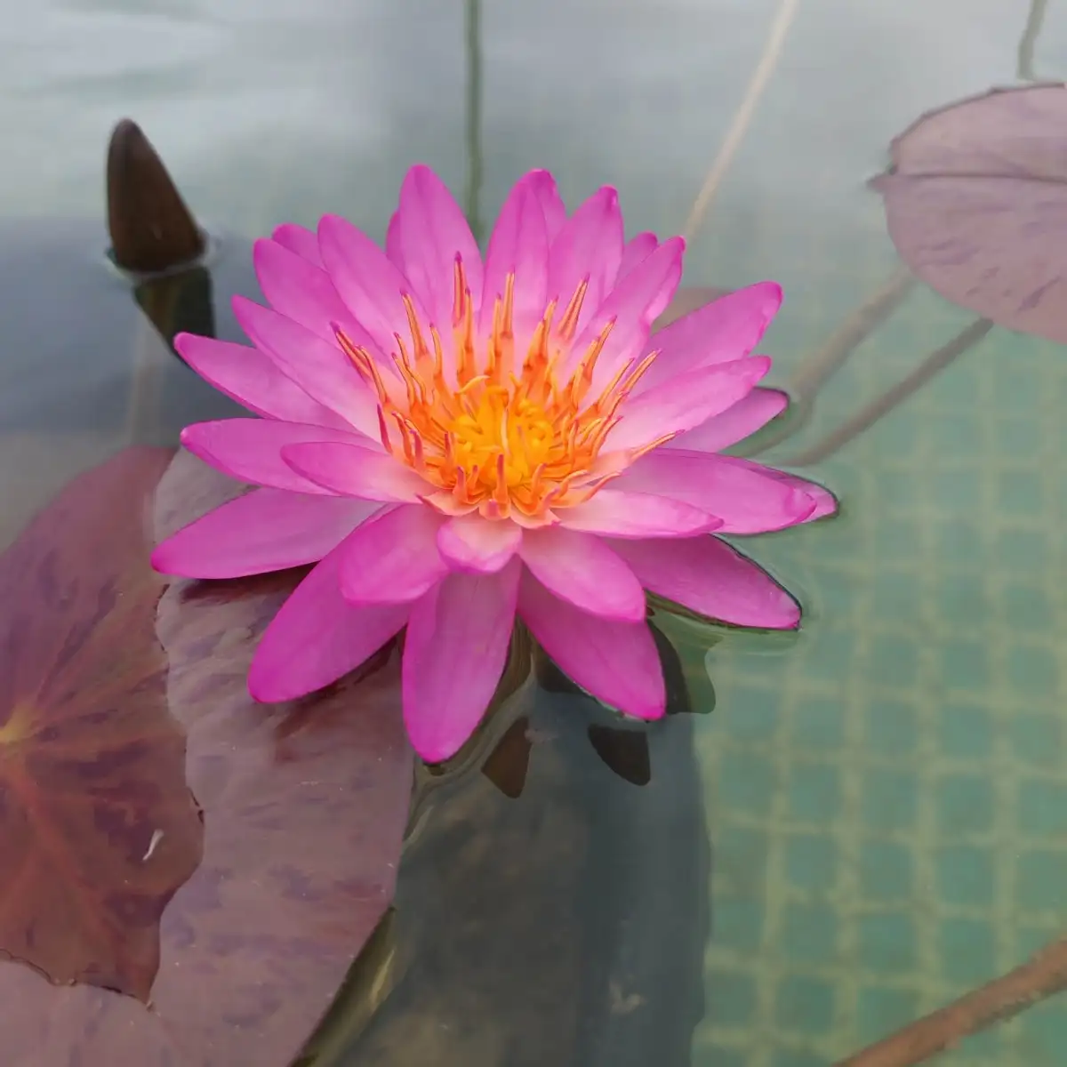 Nymphaea Siam Pink II