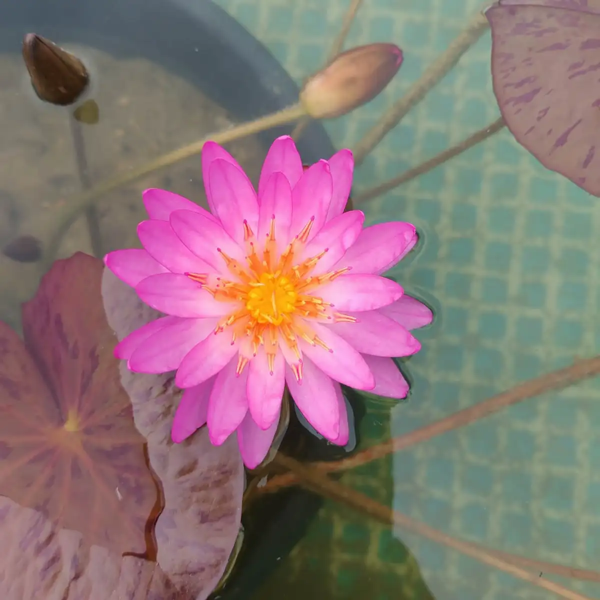 Nymphaea Siam Pink II