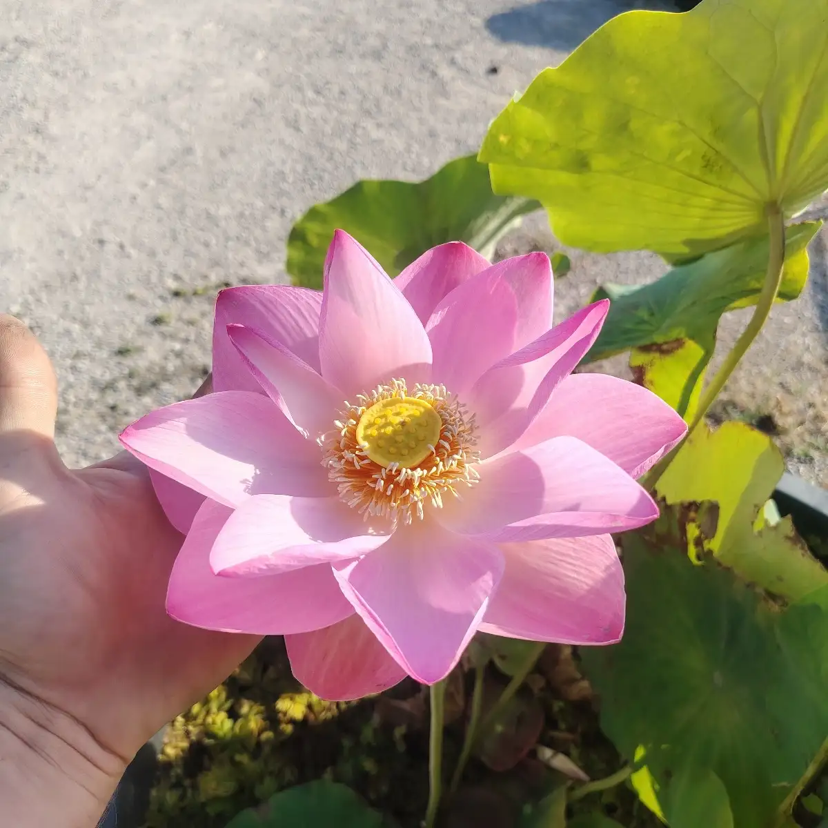 Nelumbo nucifera (lotus sacré)