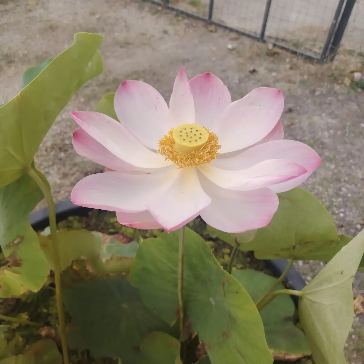 Nelumbo nucifera (lotus sacré)