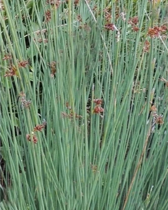 Juncus inflexus ‘Glaucus