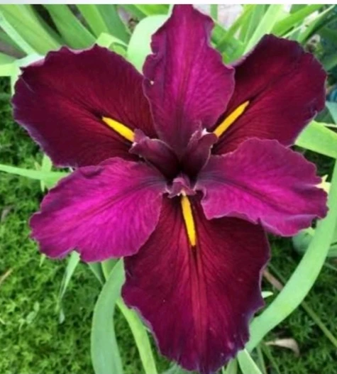 Iris Louisiana ‘Red Velvet Elvis’