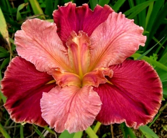 Iris x Louisiana ‘Peaches in Wine’