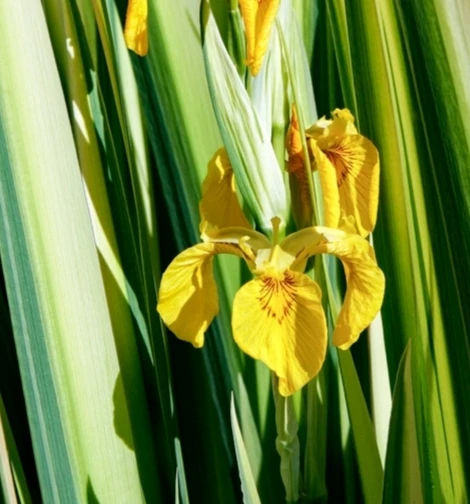 Iris pseudacorus ‘Variegata’