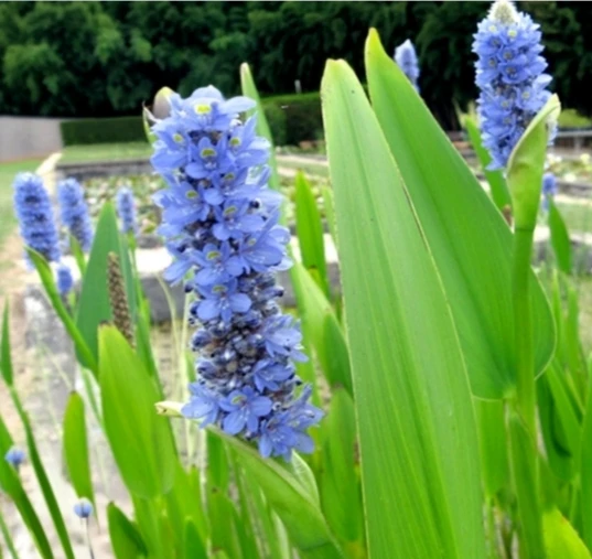 Pontederia lanceolata
