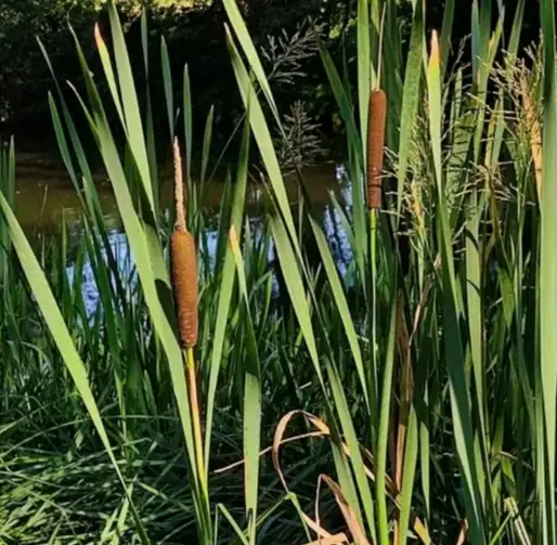 Typha latifolia
