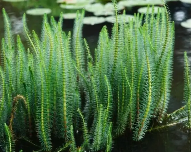 Hippuris vulgaris