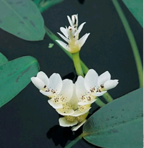 Aponogeton distachyos