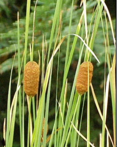 Typha laxmannii