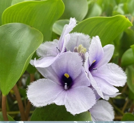 Eichhornia azurea