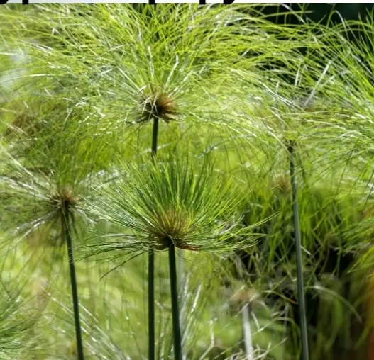 Cyperus papyrus – Papyrus du Nil