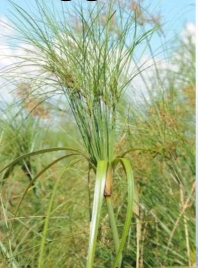 Cyperus giganteus